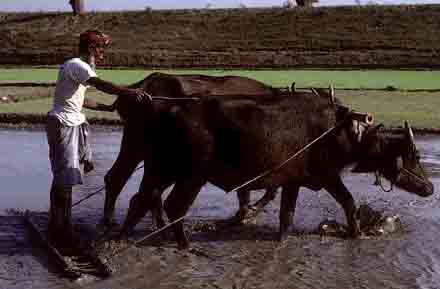 Farmer