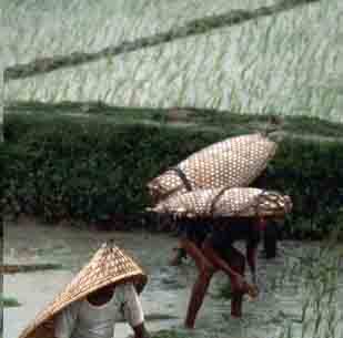 Paddy field